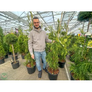 Kryptoméria japonská (Cryptomeria japonica) ´KYARA GOLD´ - výška 160-180 cm, kont. C30L - EXTRA